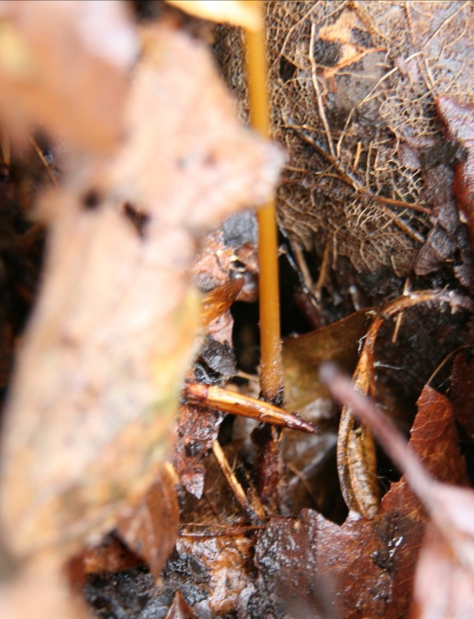 Macrotyphula dalla Slovacchia